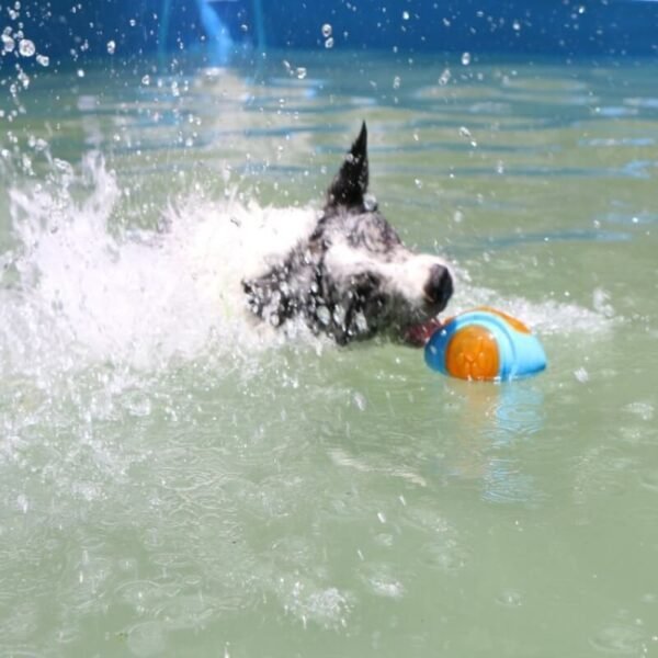 Dog Interactive Chew Toy Outdoor Floating Water Toy - Image 4