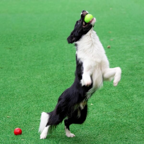 Elastic Squeaky Ball Toy Floating Water Ball Dog Chew Toy - Image 6
