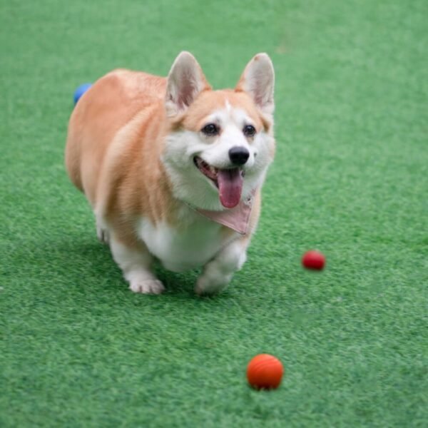 Elastic Squeaky Ball Toy Floating Water Ball Dog Chew Toy - Image 5
