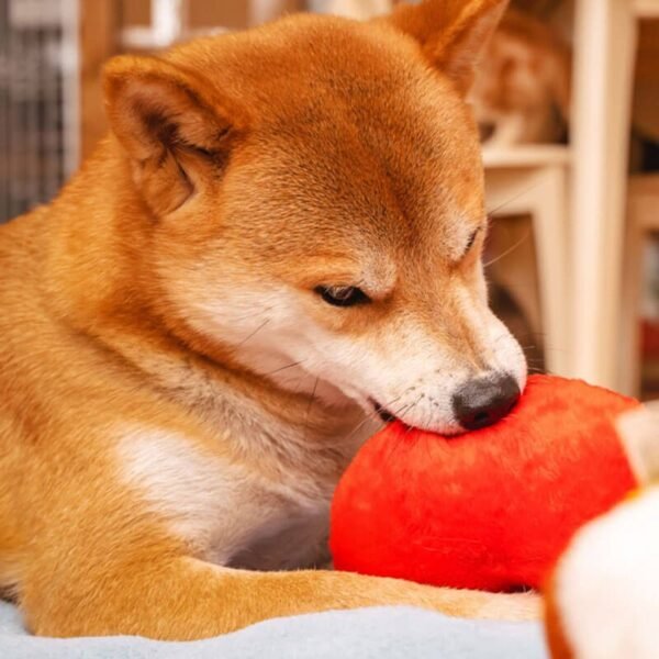 Funny Plush Squeaky Dog Toy - Butt - Image 2