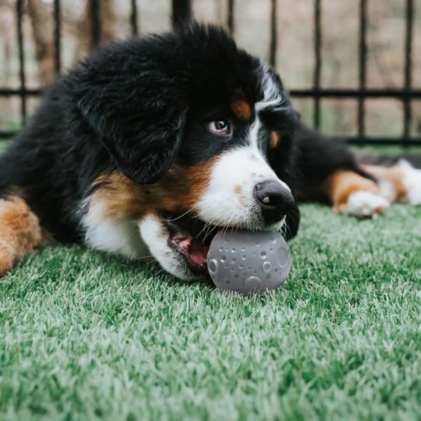 Cosmos Feeder Training Ball Dog Toy - Image 3